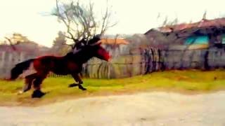 JJ CALE -  OLD FRIEND