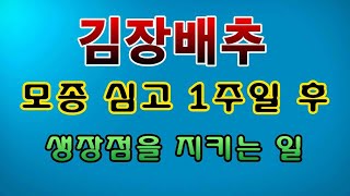 [텃밭농부. 1223]  김장배추 모종정식 1주일 후 생장점 보호조치 #김장배추재배