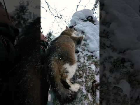 Даже пузатый котик может.🐯 Кот Плюх.