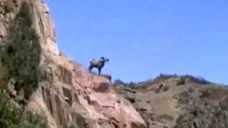 Бараны и баранессы или "В этой речке утром рано..." Бараны и баранессы или "В этой речке утром рано..."