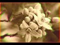 'Thinking Music Part IV' - Neroli