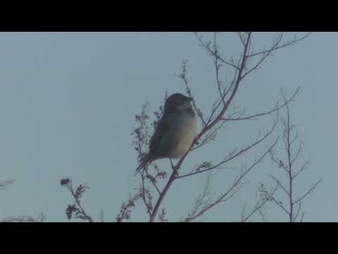 Es busca de pájaros y plantas Esperanza Santa Fe Argentina 2025