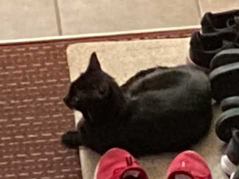 Cats on mars (1 hour)