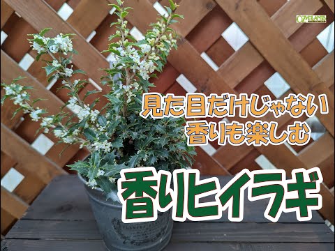 ヒイラギ、ベルギレックス 植物