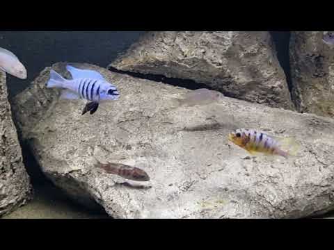 maison reef VS fainzilberi ikombe mc 🤣🤣