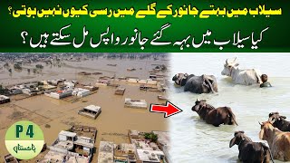 Why isn't there juice in the neck of the best animal in the forest? || P4 Pakistan