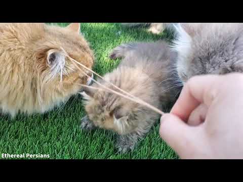 Reyna, our little shaded golden Persian.