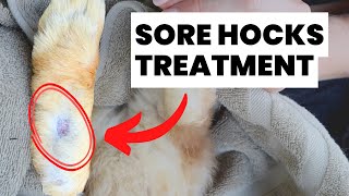 How to Treat Sore Hocks in Rabbits
