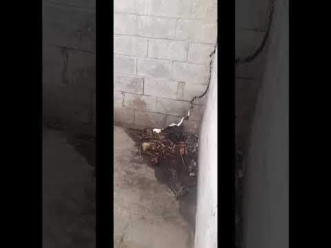 Baños "vueltos leñas" y tuberías tapadas: Las caóticas condiciones de una escuela en Falcón