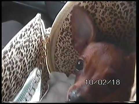 video 8 hanseahc vc900 camcorder