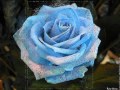 Mignonne allons voir si la rose Pierre de Ronsard ...
