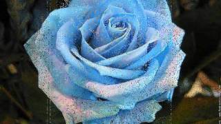 Mignonne allons voir si la rose   Pierre de Ronsard