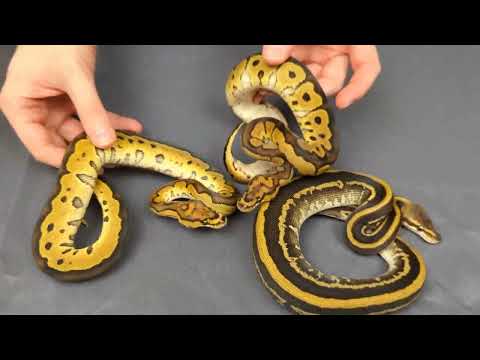 Awesome Chocolate Lace Clown Combos!
