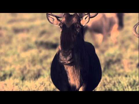 GNU