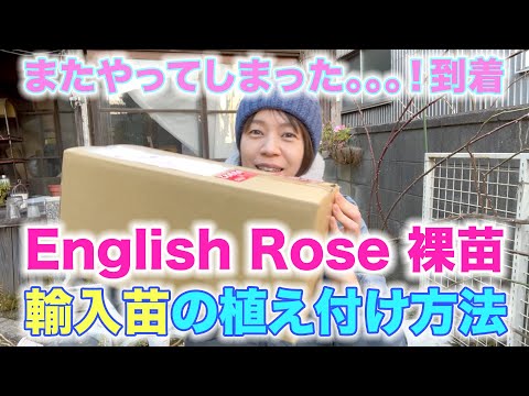 園芸 裸根植え、非常に有利な技術