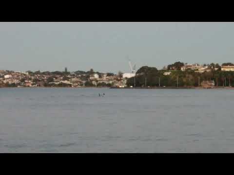12/8/2022 Orcas at Kohimarama beach! 2/2