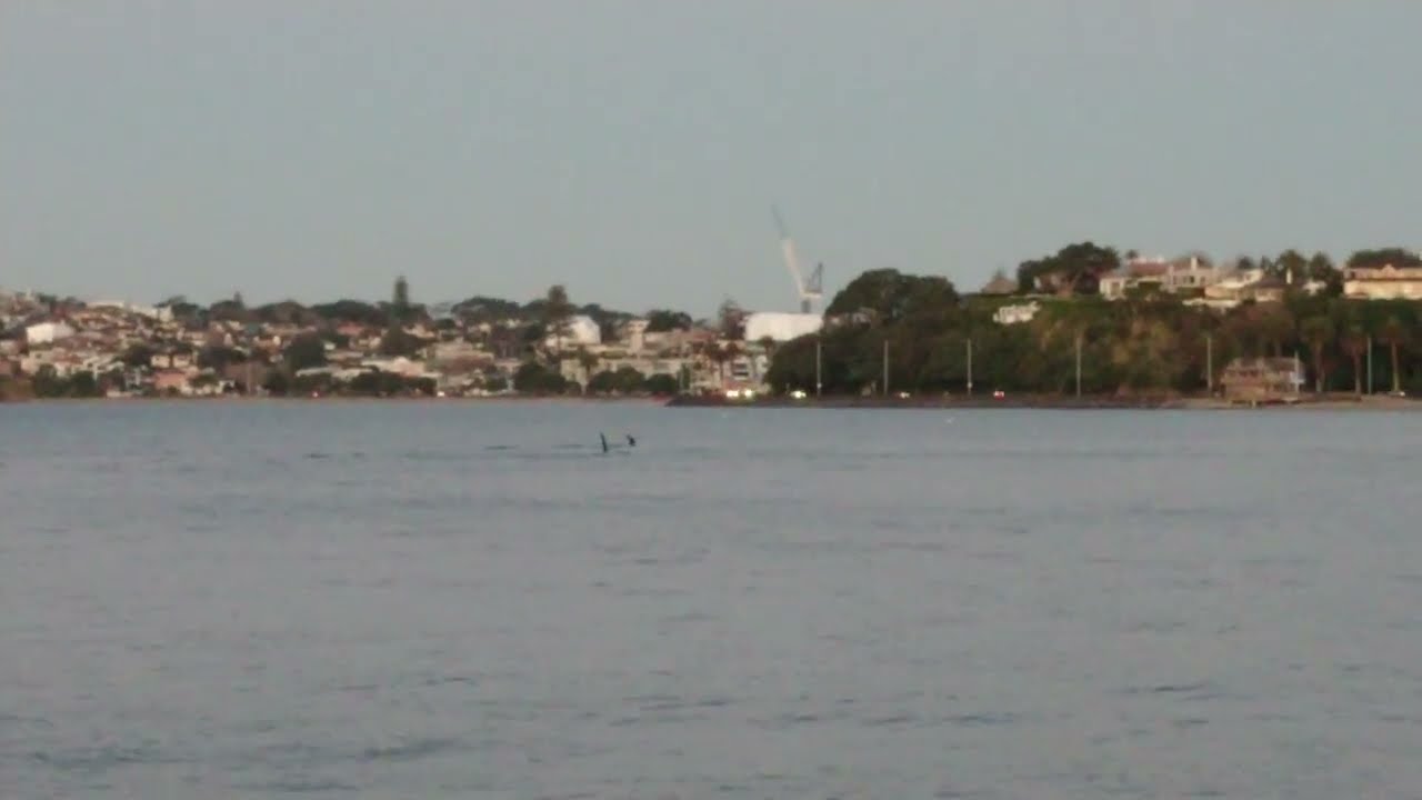 12/8/2022 Orcas at Kohimarama beach! 2/2