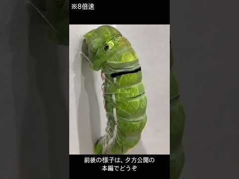 地中に生息するニンジンバエの幼虫と蛹