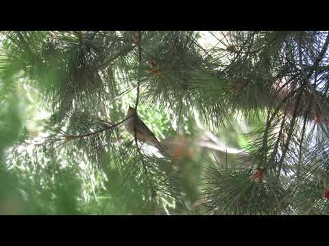 Horárik pustovnícky (Setophaga occidentalis) — správanie, biotop a hlas