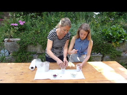 Forsche mit uns! Sprengkraft der Erbse - Checky März 2023