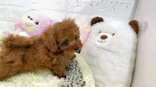 トイプードルの動画01