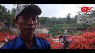 preview picture of video 'Taman Amarilys Patuk Mekar Lagi, 1500an Wisatawan Mengunjungi Setiap Harinya - TV Gunungkidul'