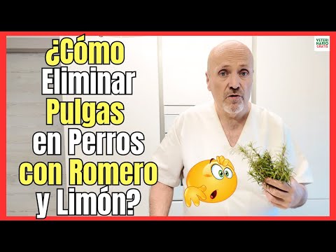 🔴 HOW TO GET RID OF FLEAS ON DOGS WITH ROSEMARY AND LEMON? 🔴 NATURAL FLEA AND TICK REPELLENT