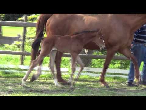 Bewegungsstarkes Scolari - Fohlen aus bewährter Mutter