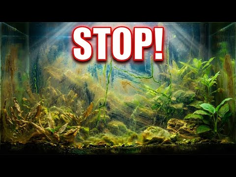 The Real Reason You Have Algae (Stop Doing This!)