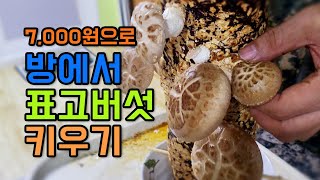 7000원으로 집에서 표고버섯 쉽게 키워 표고버섯 덮밥 만들어 먹기