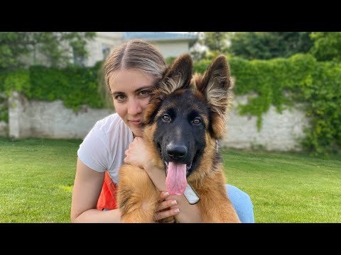 My New German Shepherd Puppy: The First 3 Months at Home