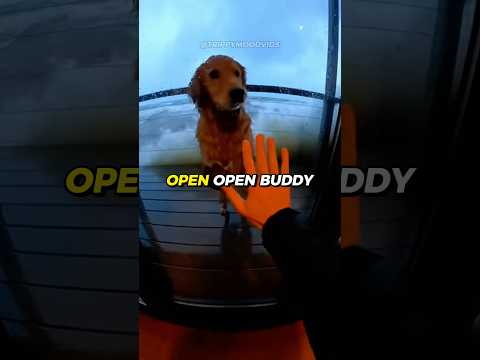 My dog was DROWNED in the TSUNAMI 🌊💔😭 #rescue