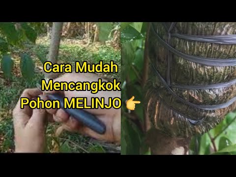 CARA MENCANGKOK POHON MELINJO/TANGKIL