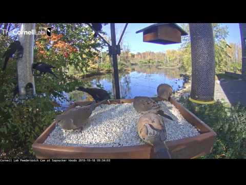 Rush Hour At The Cornell Feeders - Oct. 18, 2016