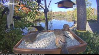Rush Hour At The Cornell Feeders - Oct. 18, 2016