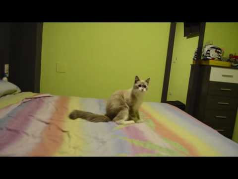 Cat react to catnip, Gato reacciona a hierba para gatos.