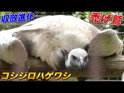 IUCN分類における絶滅の危険性を示す図。