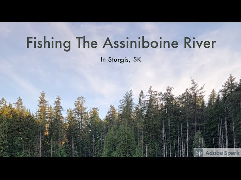 Fishing the Assiniboine River in Sturgis