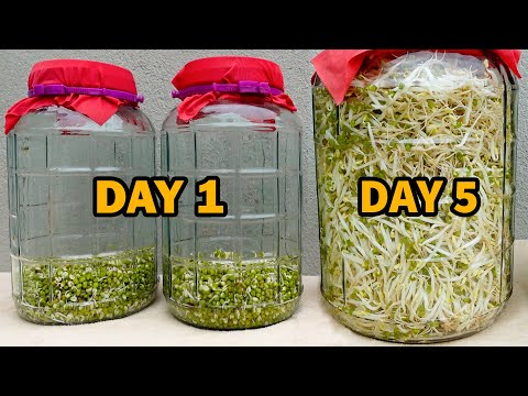 Making bean sprouts at home - both white and plump