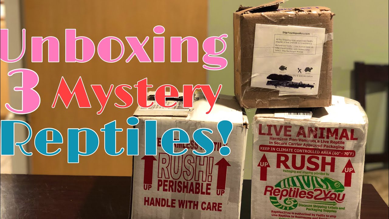 Unboxing Three Mystery Reptiles!