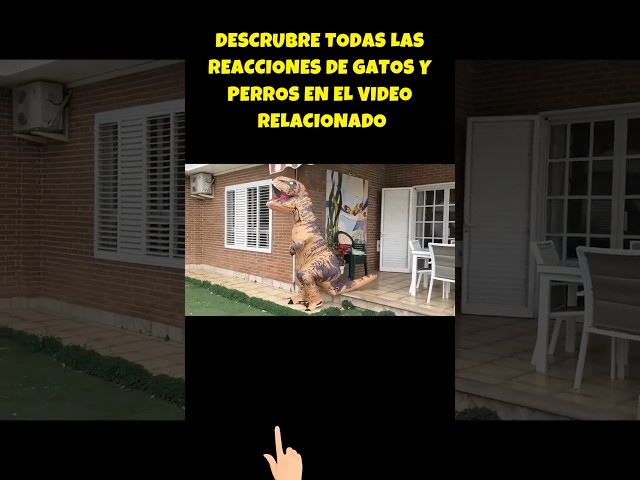 Vídeo relacionado con FLAdorepet Divertido Disfraz de Dinosaurio para Perro Grande de Halloween, Pijama con Capucha para Invierno, Ropa cálida para Mascotas, Abrigo para Golden Retriever Pitbull (Verde, 7XL)