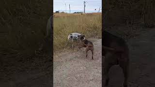 Video preview image #1 Mutt Puppy For Sale in MIDWAY, UT, USA