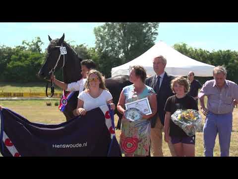 Kampioen Fokdag It Fryske Greinde Hynder 2019 Amelie (Thorben 466)