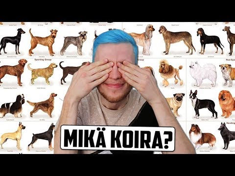 , title : 'Testaa Mikä Koirarotu Sopii Sinulle? (TESTI) | Luetaan Kommentteja'