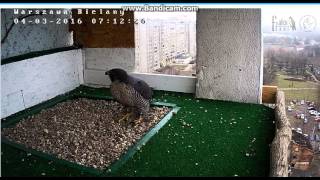 Bielany Warszawa Poland - Leśna entered into the hole breeding,disappears - 2016 03 04 07 11 15 921