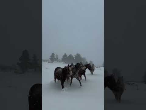 Neopisivo lijep prizor – konji plešu po snježnom tepihu