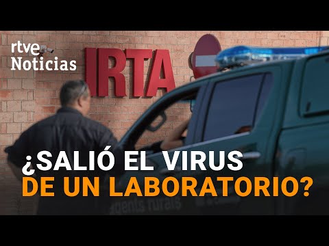 Pesta porcina: Experts en bioseguretat analitzaran l'origen del brot