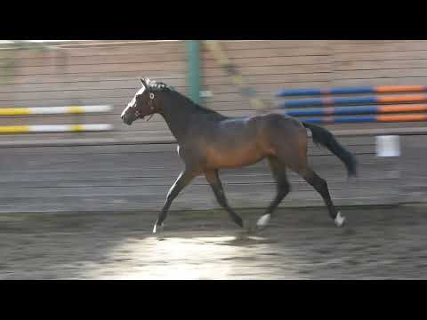 2-jähriger Hengst (Finest x Casall)