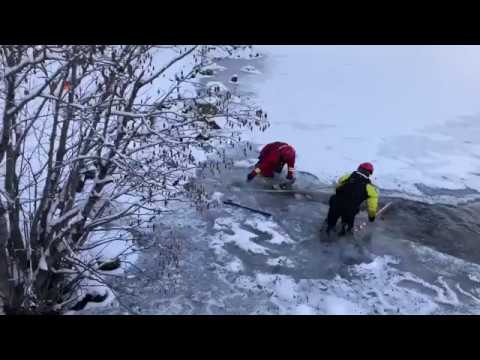 Спасение оленя из 