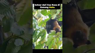 Download lagu Ini Bukan Asap Di Langit Sarawak mp3 Download lagu Ini Bukan Asap Di Langit Sarawak mp3